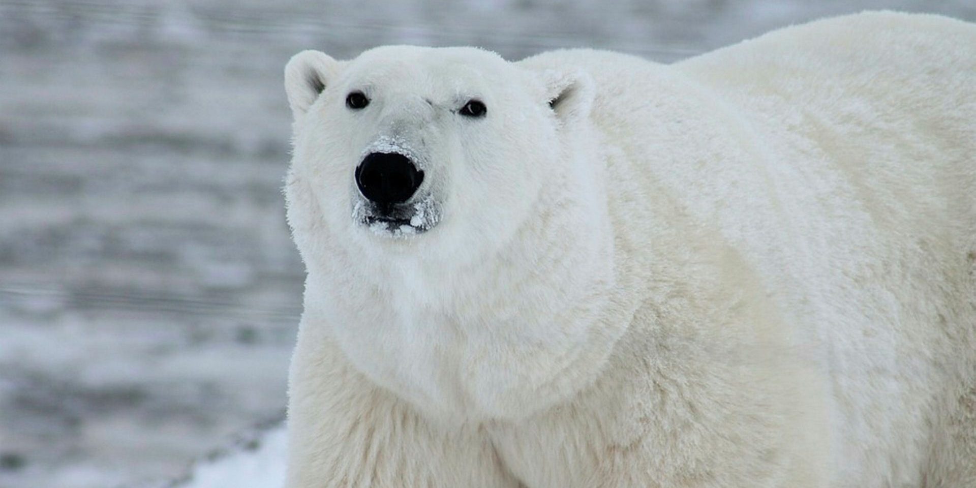 polar-bear-404314_960_720.t63912ac6.m2048.xFyUbJZk7