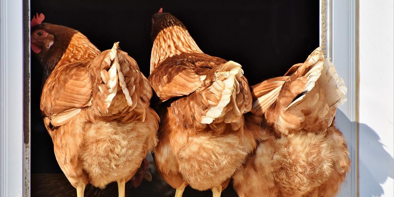 Chickens. Photograph courtesy of Pixabay